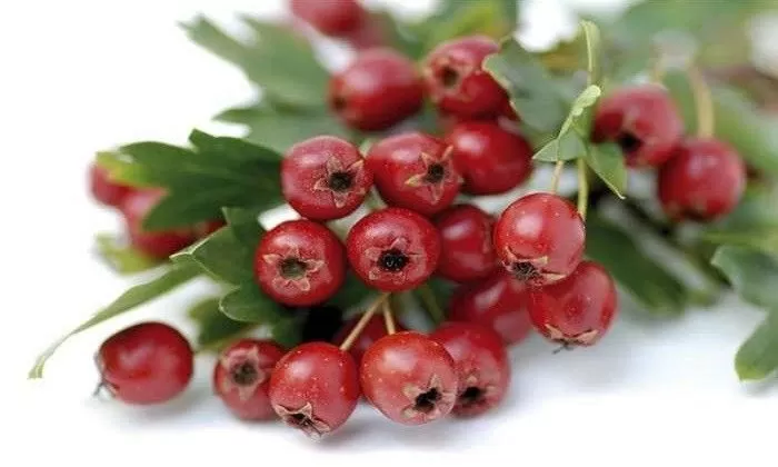 Βάμμα Κράταιγο 50ml - HerbStore - Βότανα, Φυτικά προϊόντα υγείας