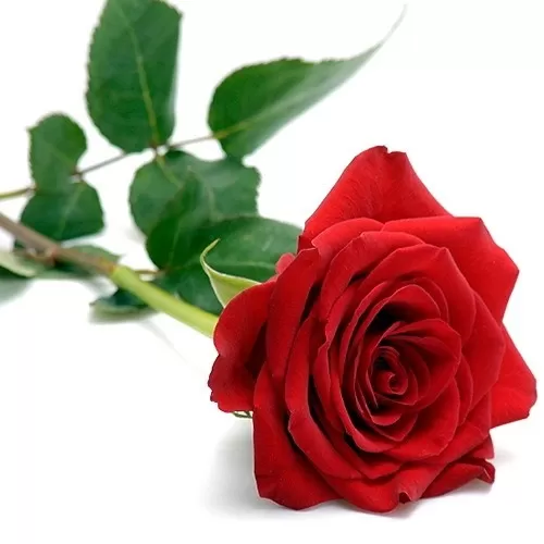 Αιθέριο Έλαιο Τριαντάφυλλο Absolute - HerbStore - Βότανα, Φυτικά προϊόντα  υγείας