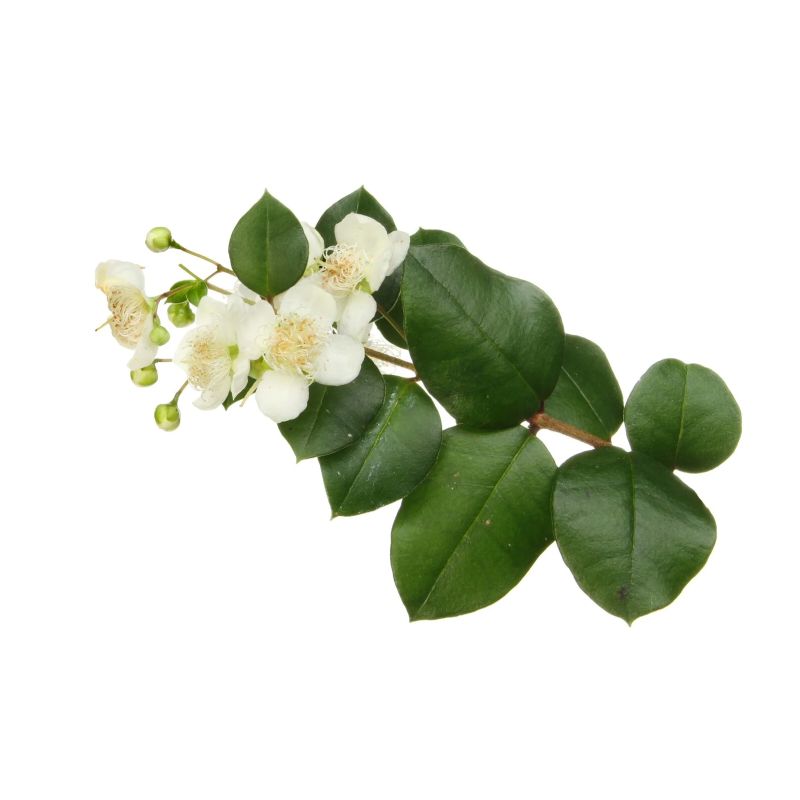 Αιθέριο Έλαιο Λιτσέα (May Chang) ΒΙΟ - HerbStore - Βότανα, Φυτικά προϊόντα  υγείας